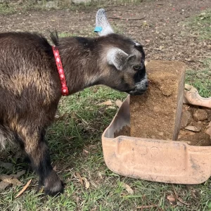 Livestock feeding at a Mighty-Min mineral lick block